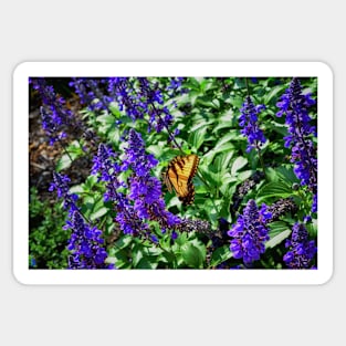 Monarch Butterfly Among The Lavender Sticker